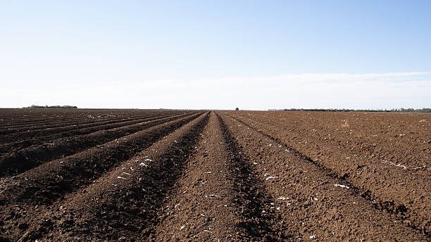 Goeie reën stel Vrystaatboere in staat om mielies en soja volstoom aan te plant | News Article