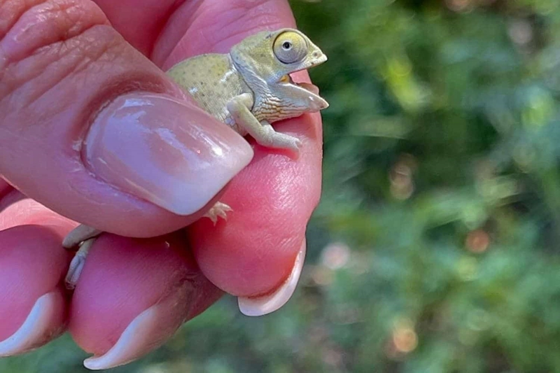 Chameleon hatchlings delivered via c-section, released into the wild | News Article
