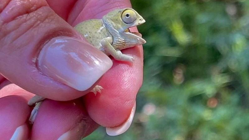 Chameleon hatchlings delivered via c-section, released into the wild | News Article