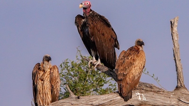 Al meer voëls in Suider-Afrika bedreig – aanlyn rooidataboek  Al meer voëls in Suider-Afrika bedreig – aanlyn rooidataboek  | News Article
