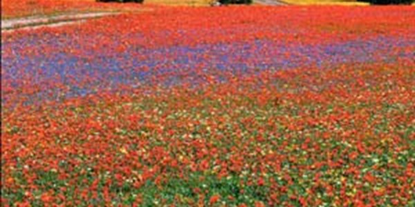 Namakwaland in blomkombers getooi Namakwaland in blomkombers getooi | News Article