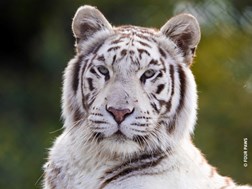 Animal organisation calls for an end to SA’s big cat trade | News Article