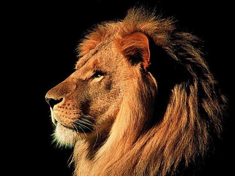 Duo nabbed with lion’s head  | News Article