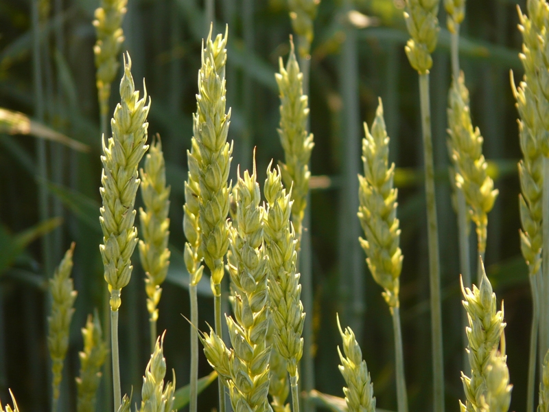 Agri-uur: Jongste Safex-nuus | News Article