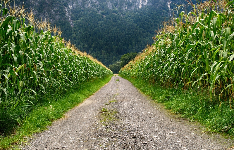 Agri-uur: Jongste Safex-nuus | News Article