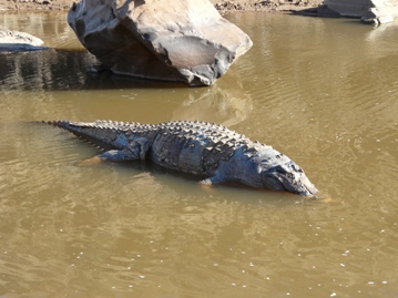 Krokodille vrek nou ook in die Sabie Rivier | News Article