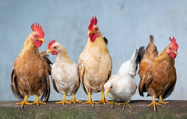 Hoenderplase onder kwarantyn geplaas weens voëlgriep | News Article
