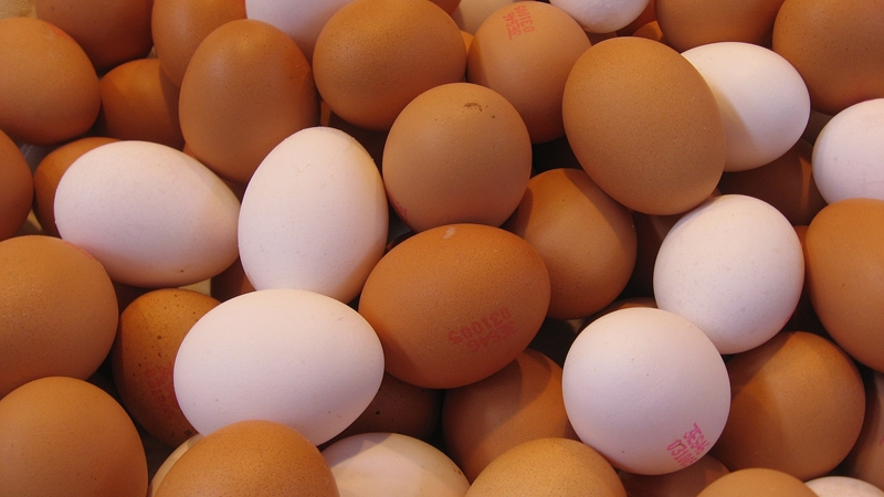 Retailer responds to egg supply chain allegations | News Article