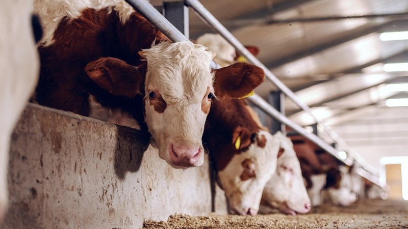 Beesvleispryse sal na verwagting vanjaar nie onder R30/kg daal Beesvleispryse sal na verwagting vanjaar nie onder R30/kg daal | News Article