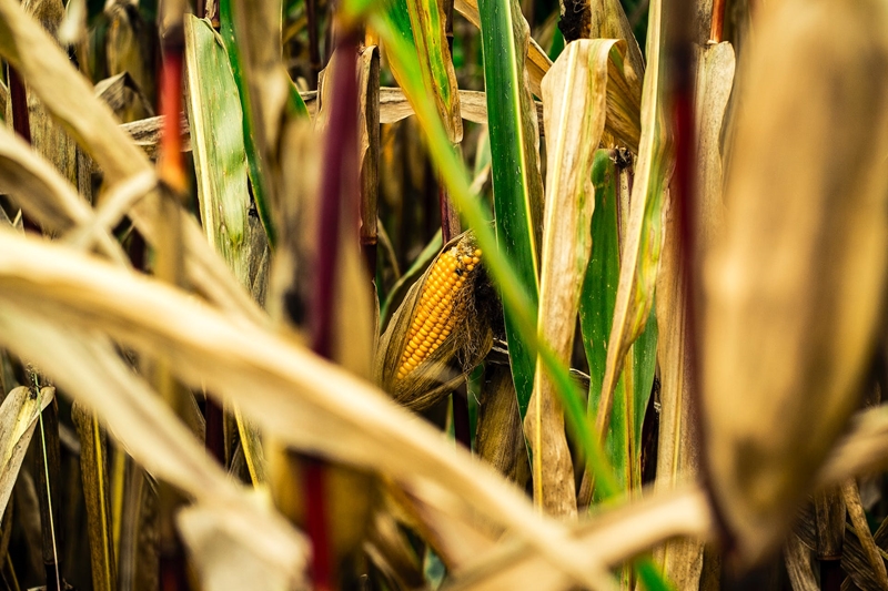 Agri-uur: Jongste Safex-nuus | News Article