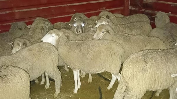 Vermeende Bloemfonteinse skaapdief uit vrieskas gehaal Vermeende Bloemfonteinse skaapdief uit vrieskas gehaal | News Article