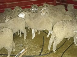 Vermeende Bloemfonteinse skaapdief uit vrieskas gehaal | News Article