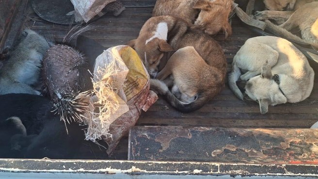 Vrystaatse DBV vra hulp ná jag met honde Vrystaatse DBV vra hulp ná jag met honde | News Article