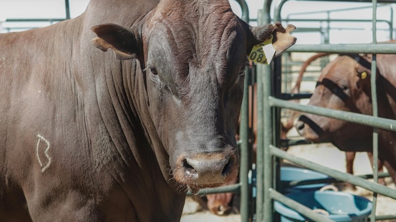 Brandmerk van vee ‘belangrik as enigste bewys van eienaarskap’ Brandmerk van vee ‘belangrik as enigste bewys van eienaarskap’ | News Article