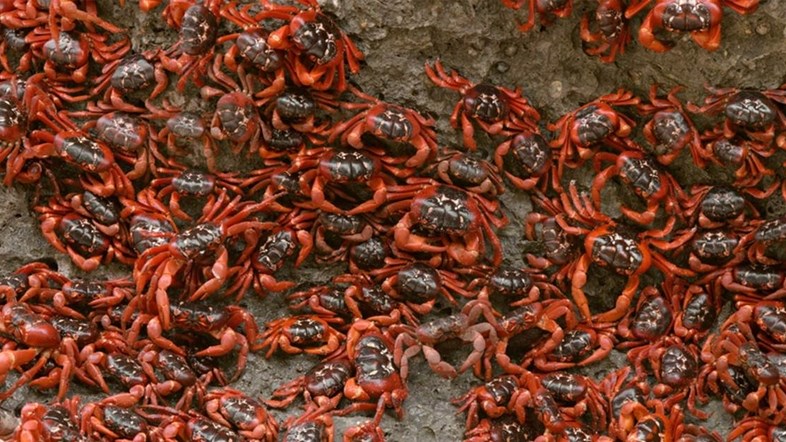 Weird Wide Web - The crabby patty migration, millions Weird Wide Web - The crabby patty migration, millions | News Article