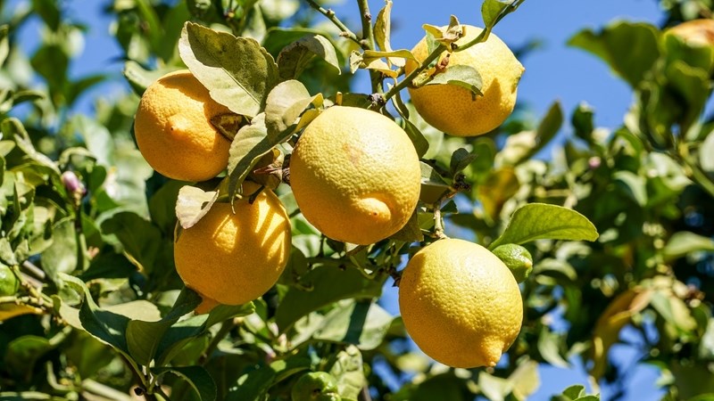 Wat is nuut in Farmer's Weekly? Wat is nuut in Farmer's Weekly? | News Article