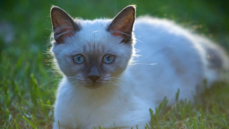 Bederf jou kat met ekstra liefde op Wêreldkatdag | News Article