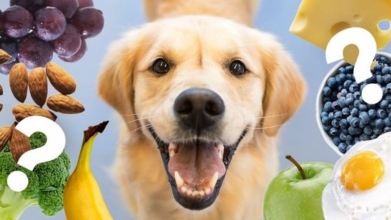 Pasop! 10 kosse wat dodelik vir jou hond kan wees Pasop! 10 kosse wat dodelik vir jou hond kan wees | News Article