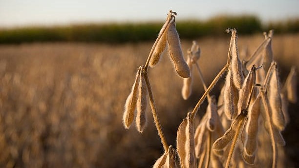 Droogte, hitte benadeel soja-oes Droogte, hitte benadeel soja-oes | News Article