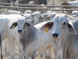 Twee Noordwesters in hof vir veediefstal | News Article