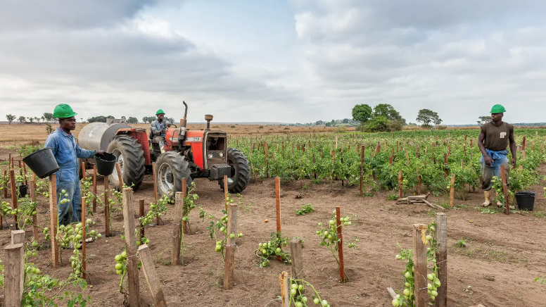 Te veel reën oor dele van SA nie goed vir landbou Te veel reën oor dele van SA nie goed vir landbou | News Article