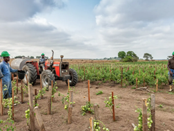 Te veel reën oor dele van SA nie goed vir landbou | News Article