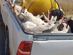 Wreedheid teenoor lammers skok Vrystaatse landbougemeenskap | News Article