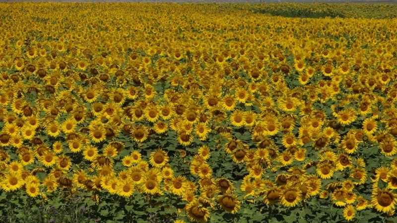 Agri-Uur: Jongste Safex-nuus Agri-Uur: Jongste Safex-nuus | News Article