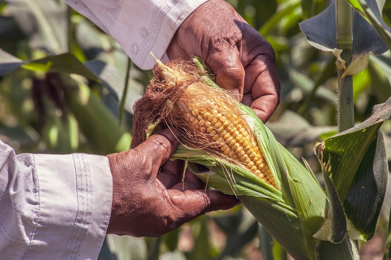 Agri-uur: Jongste Safex-nuus | News Article