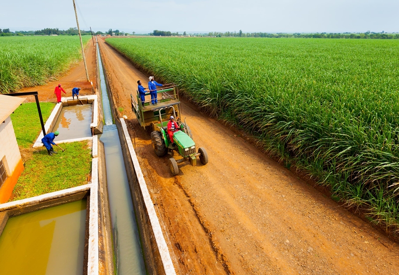 Women of Agriculture in KwaZulu-natal work towards a food secure society  | News Article