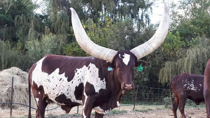 What makes Ramaphosa’s Ankole so special? | News Article