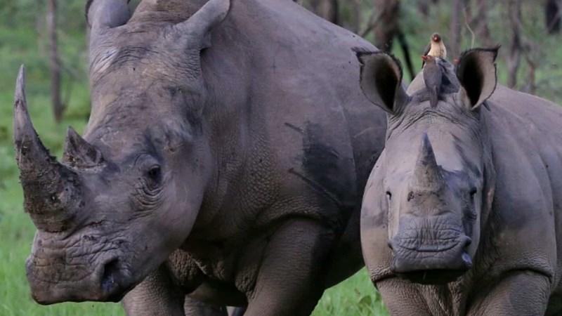 Don’t give up the fight this World Rhino Day | News Article