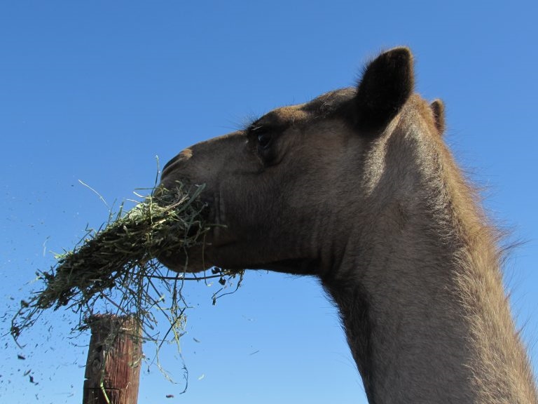 Camel saved from floodwaters in Australia | News Article