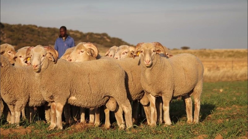 Heuningkrans Merino’s se veiling weer spesiale geleentheid Heuningkrans Merino’s se veiling weer spesiale geleentheid | News Article