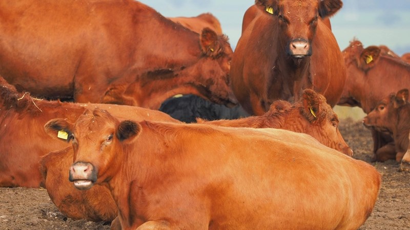 VL lig parlementslede in op besoek aan Lesotho-grens VL lig parlementslede in op besoek aan Lesotho-grens | News Article