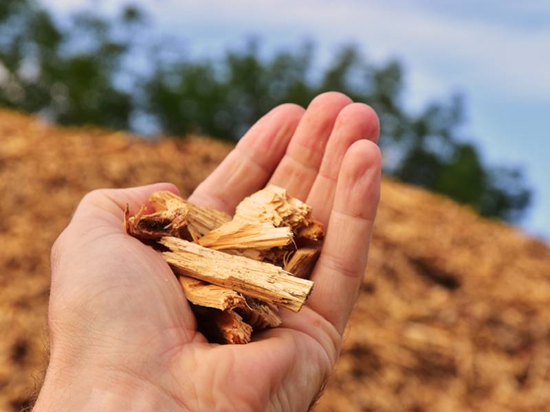 Sappi bewys hout is wondervesel van toekoms | News Article