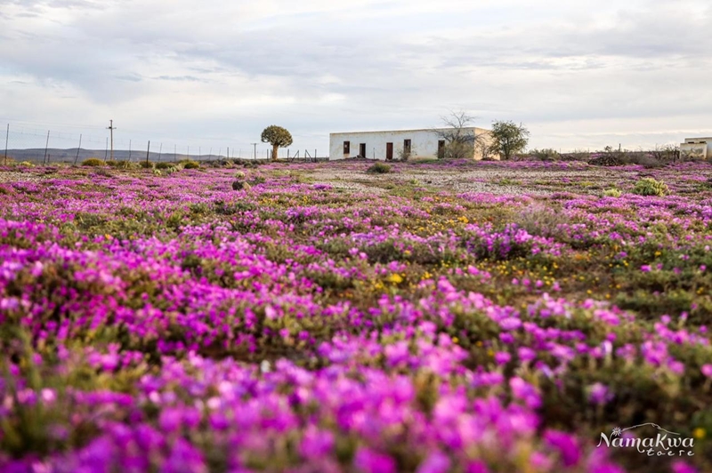 3 Moets vir blomkyk - FOTOGALLERY | News Article