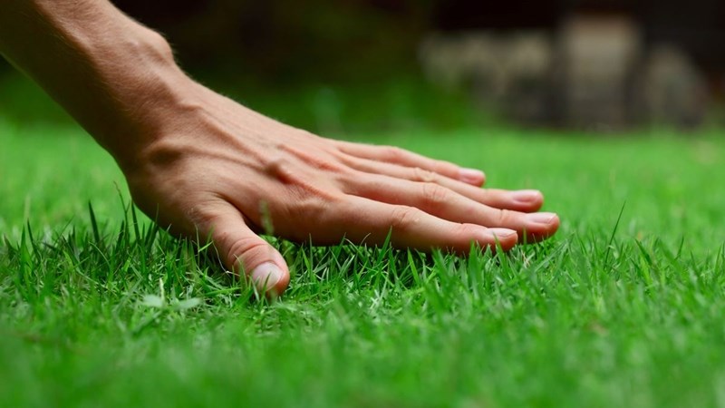 Wenke vir ’n groen grastapyt hierdie somer Wenke vir ’n groen grastapyt hierdie somer | News Article