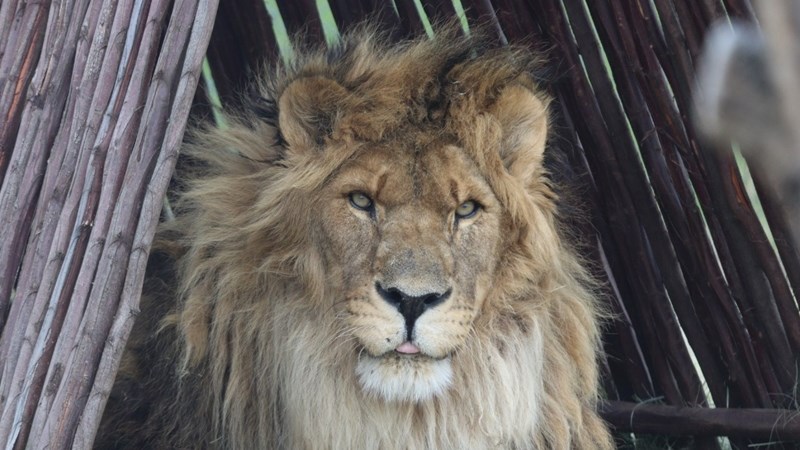 Ruben die leeu se dood diep betreur Ruben die leeu se dood diep betreur | News Article