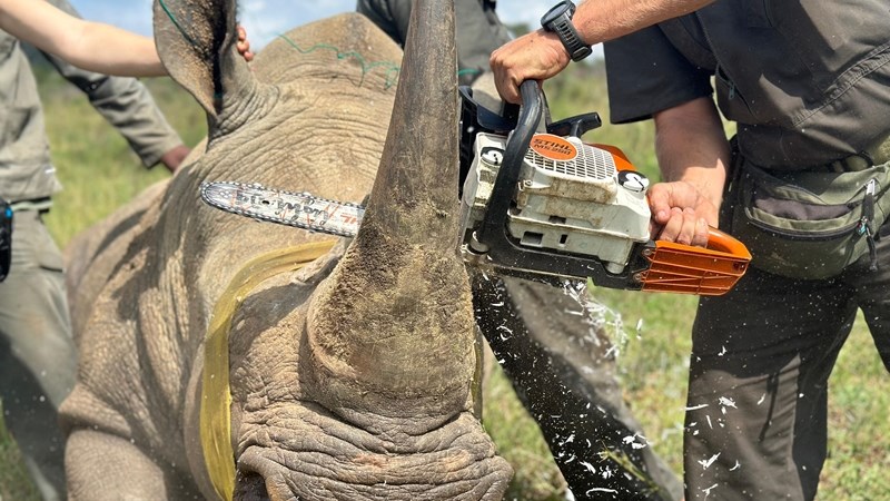 New programme launched to reduce rhino poaching in KZN | News Article