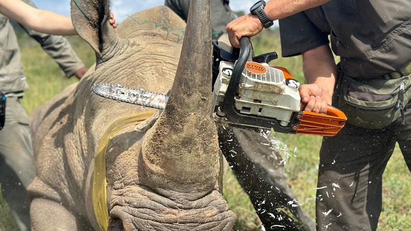New programme launched to reduce rhino poaching in KZN New programme launched to reduce rhino poaching in KZN | News Article