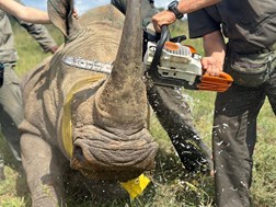 New programme launched to reduce rhino poaching in KZN | News Article