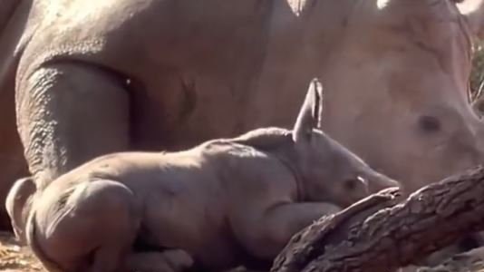 SA wildlife sanctuary welcomes cute baby rhino - WATCH | News Article