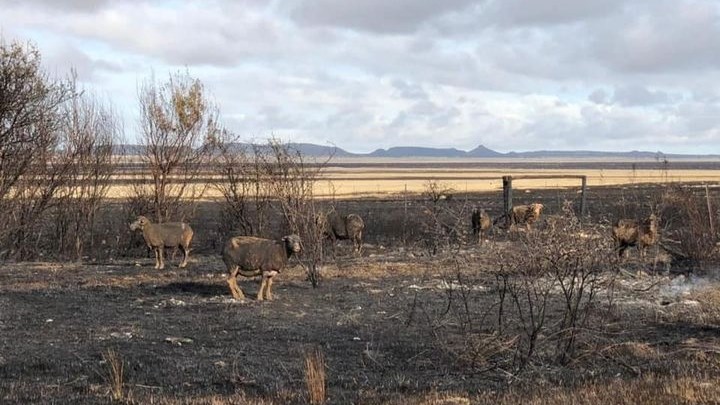 Meer as 60 000 hektaar oor naweek verwoes - Vrystaat Landbou | News Article