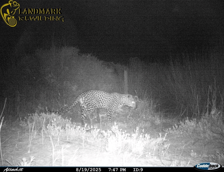 Leopard spotted in West Coast park after 170 years