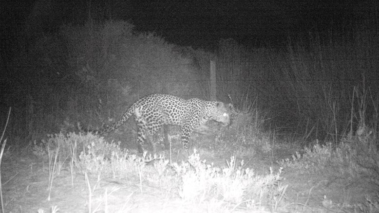 Leopard spotted in West Coast park after 170 years | News Article