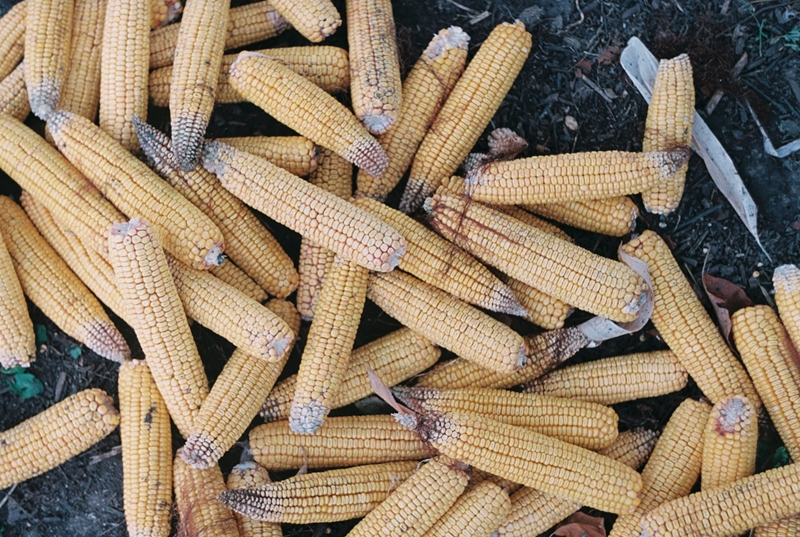 Agri-uur: Jongste Safex-nuus | News Article