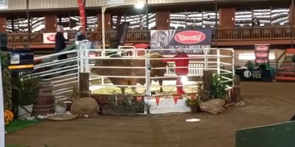 Eienaars trots nadat Beefmaster-bul vir rekordprys verkoop Eienaars trots nadat Beefmaster-bul vir rekordprys verkoop | News Article