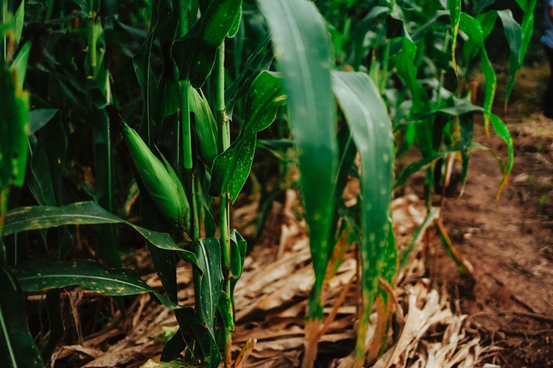 Agri-uur: Jongste Safex-nuus | News Article