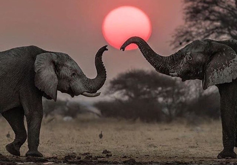 Olifante naby grootvoetlose Kgalagadi-oorgrenspark waargeneem | News Article